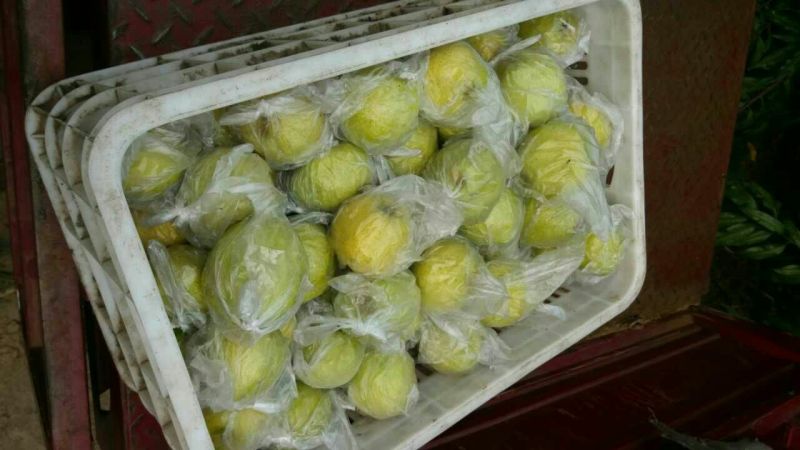鸭广梨250~300g膜袋