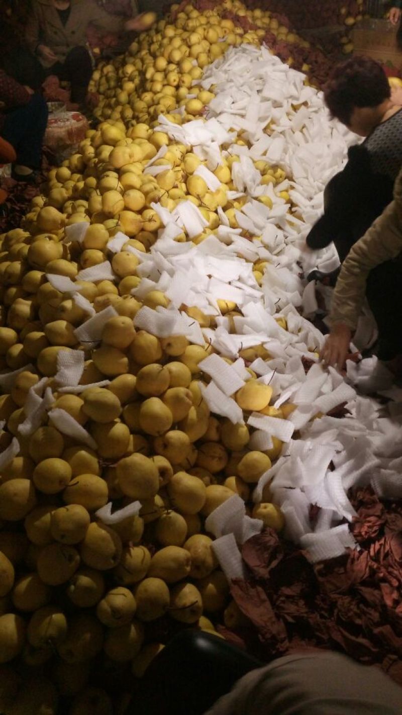 雪花梨350~400g纸袋