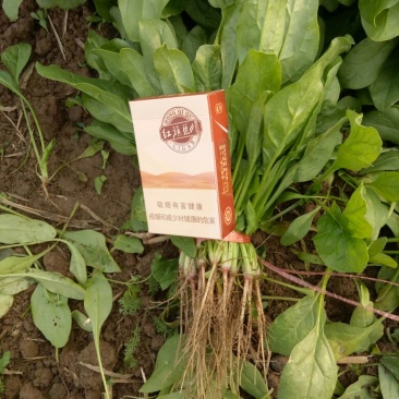 菠菜15~20厘米
