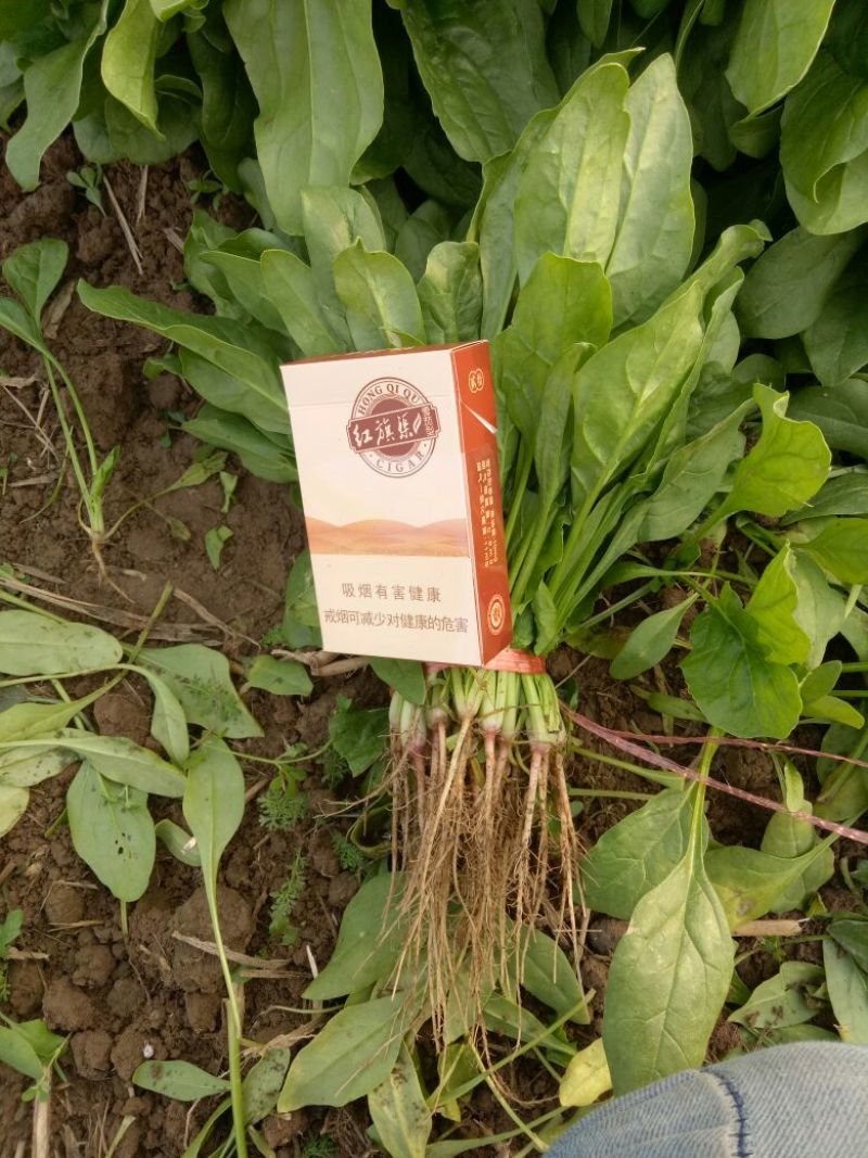 菠菜15~20厘米