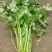 大叶菠菜35~40厘米