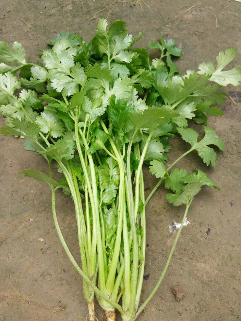 大叶菠菜35~40厘米
