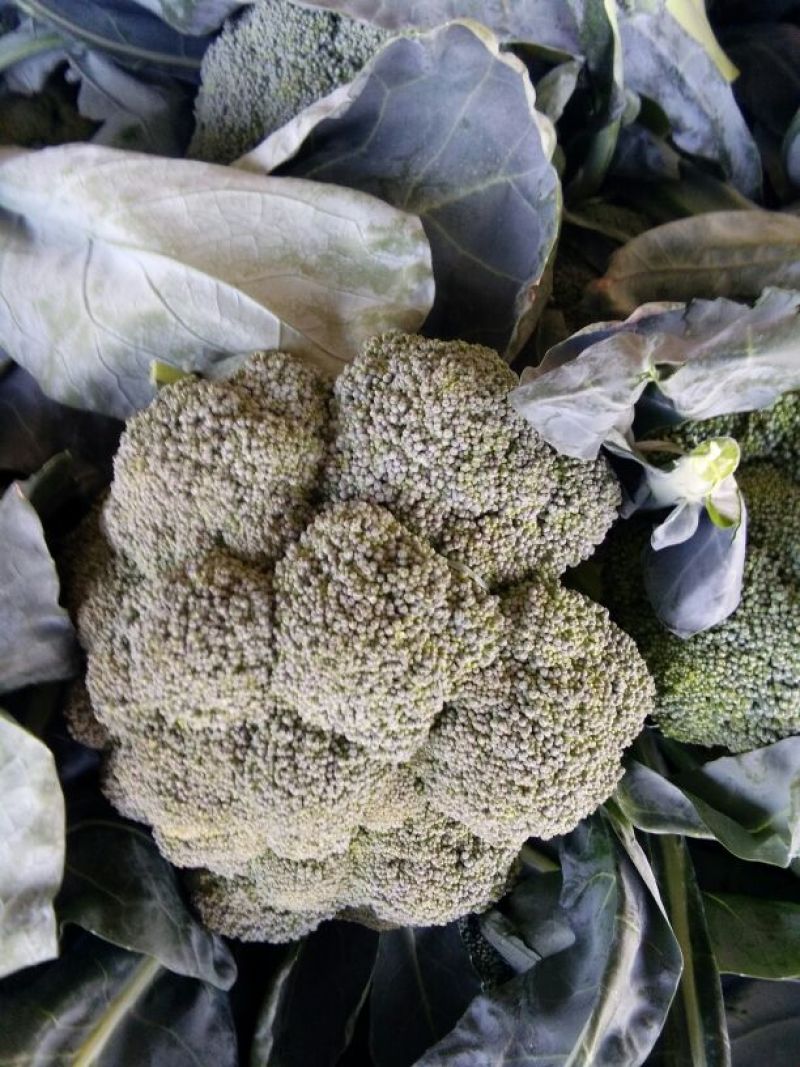 新野县西蓝花，大量上市，适合适合，超市，市场，加工厂，