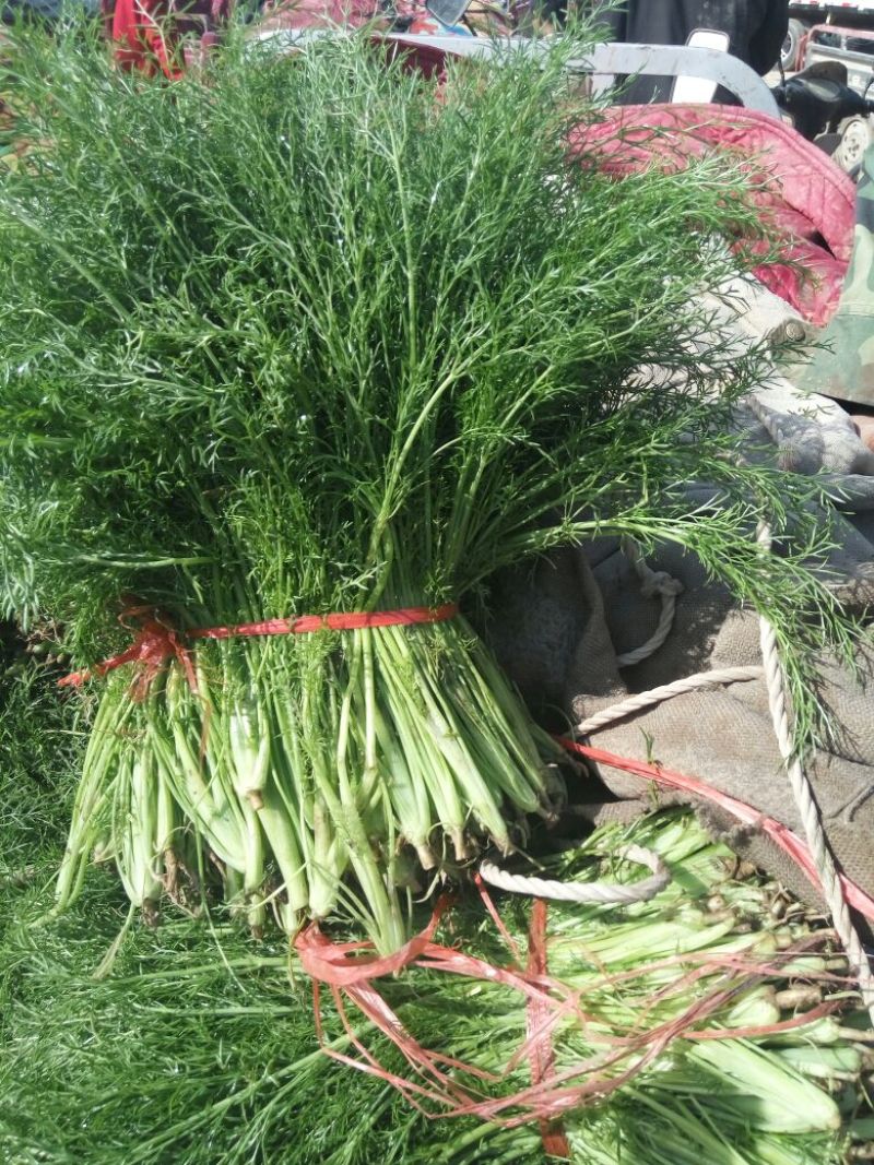河北茴香价格优惠质量好走货快欢迎询价热卖全国欢迎询价