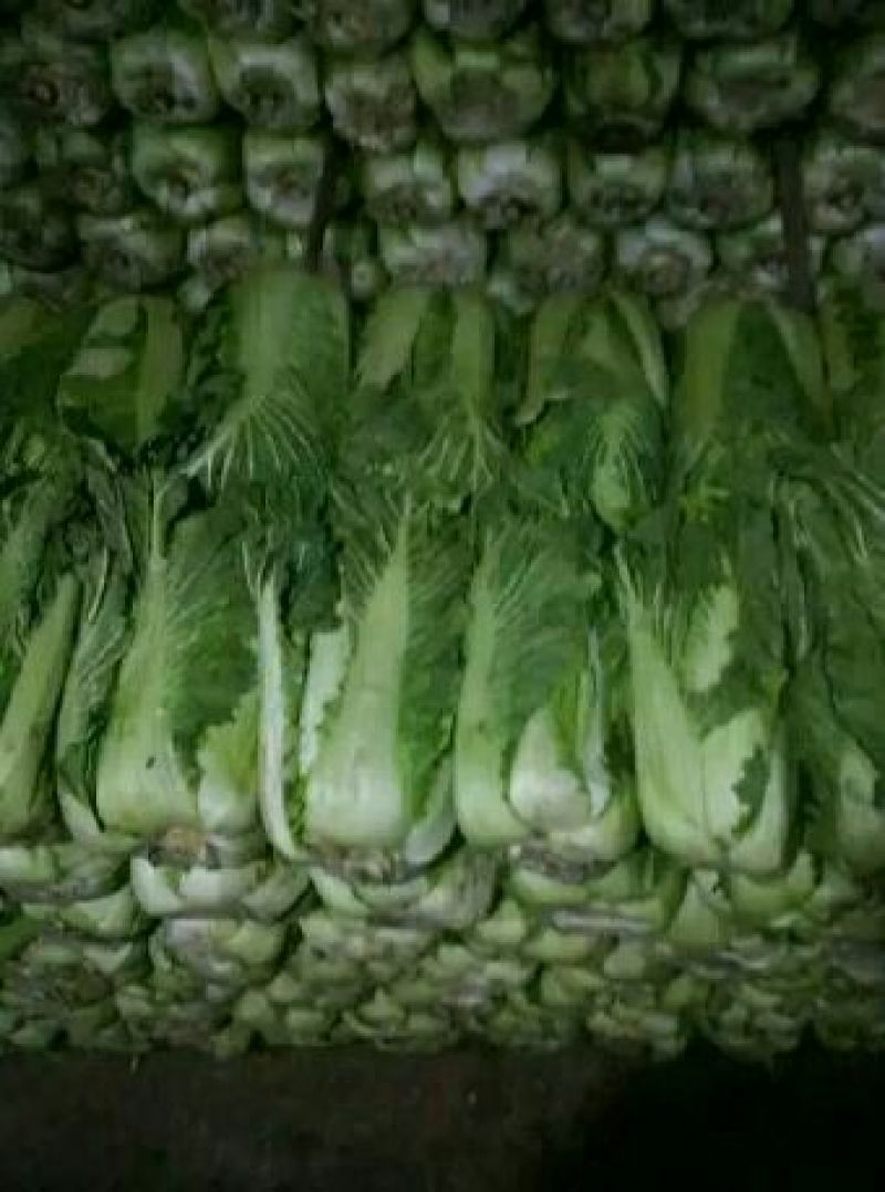 北京三号白菜4~6斤