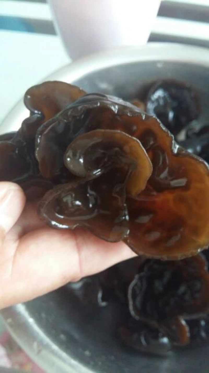 黑木耳一级