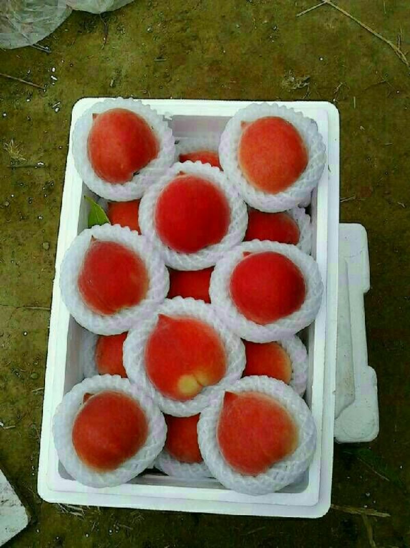 春雪毛桃，暖棚套袋春雪毛桃