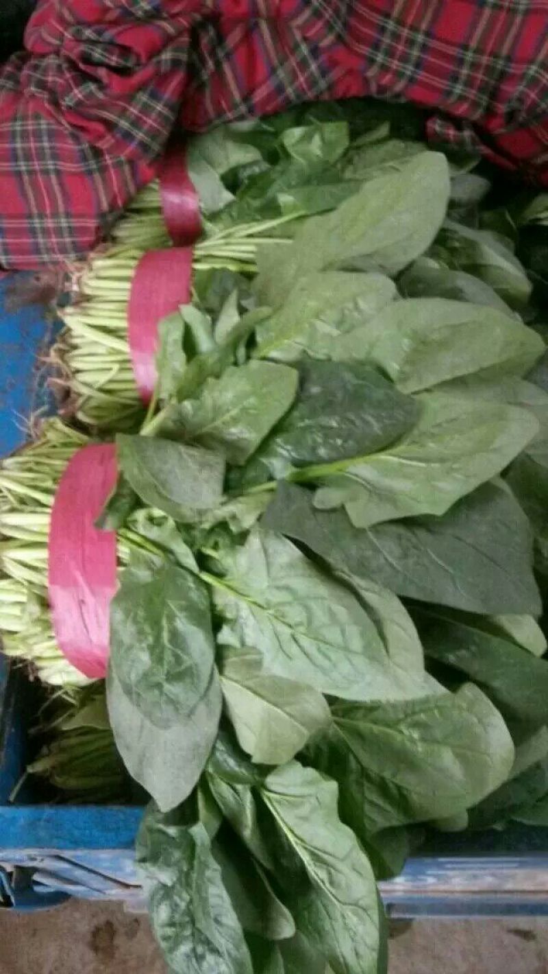 大叶菠菜25~30厘米