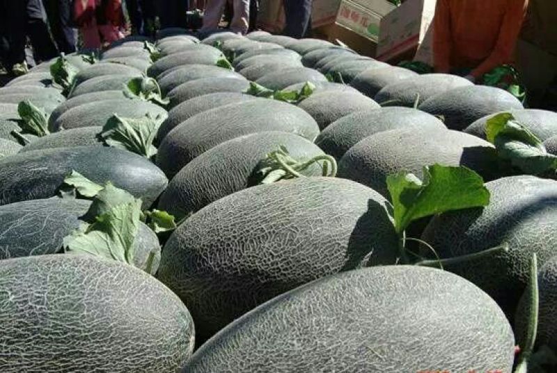 伽师瓜7斤以上椭圆形