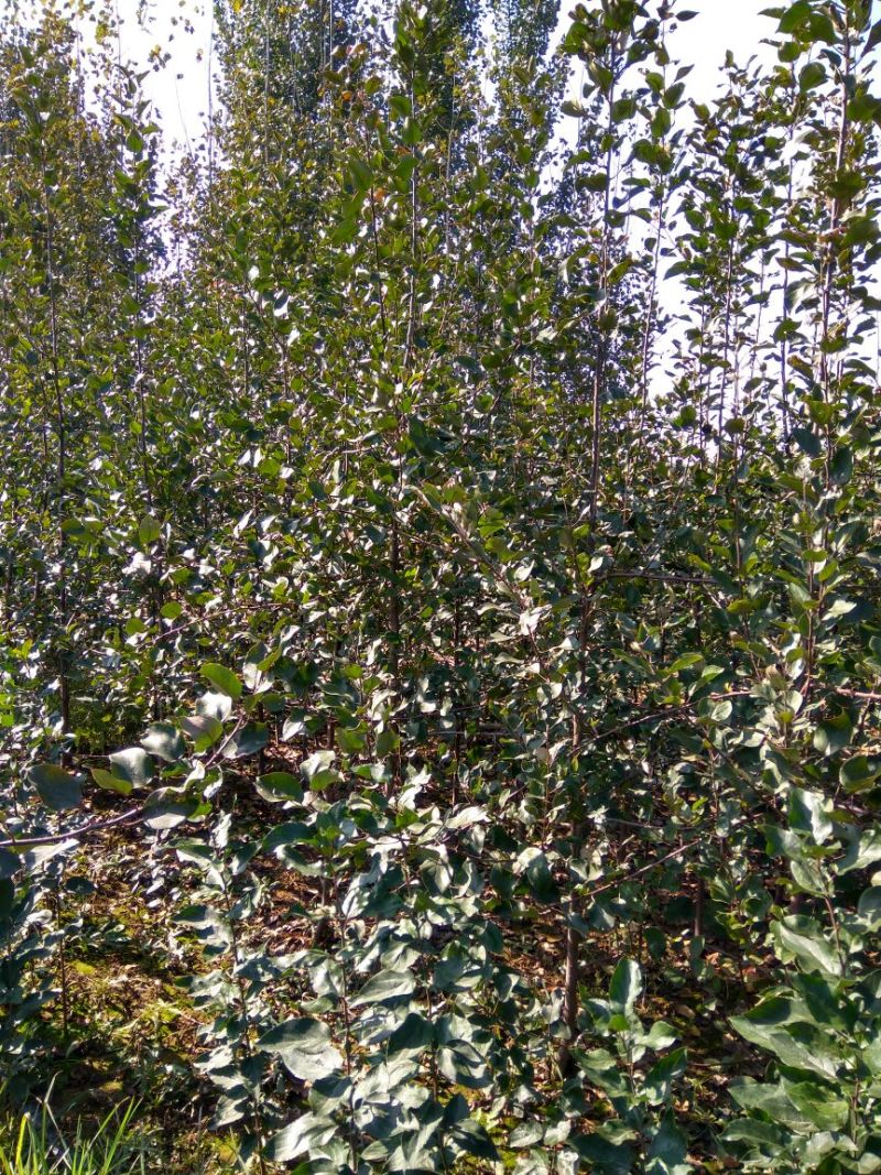 红色之爱苹果苗红肉苹果苗新品种苹果苗育苗基地嫁接苹果苗