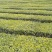 五峰绿茶