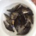 长体鳜鱼苗