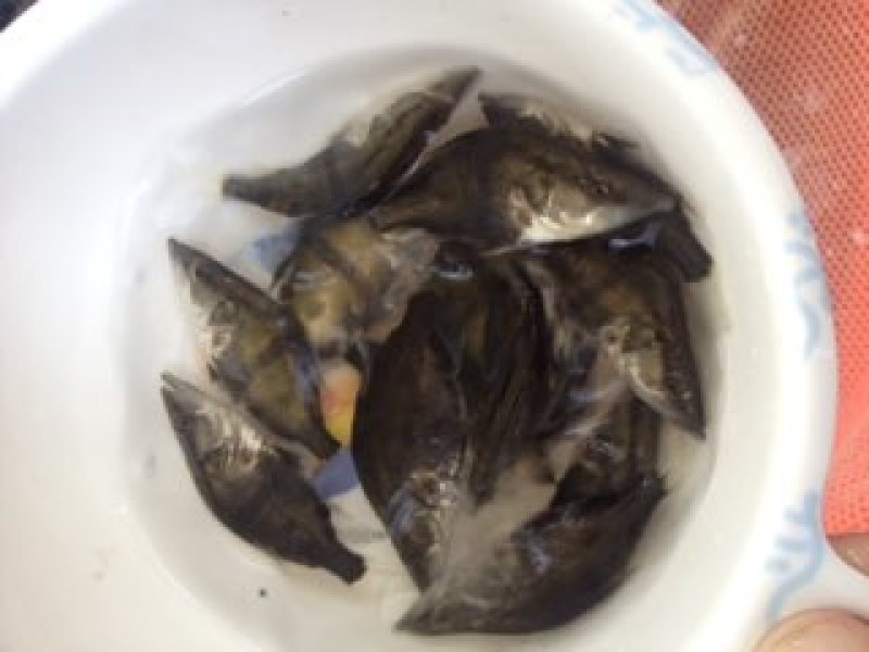 长体鳜鱼苗