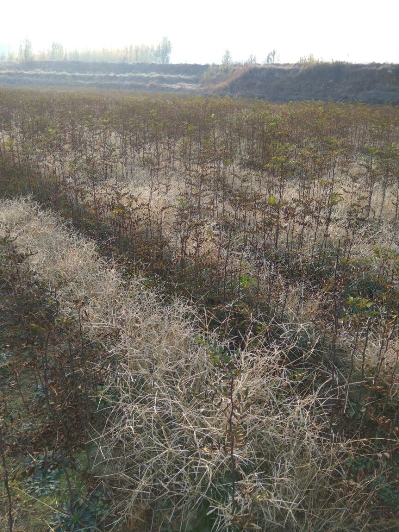 花椒苗大红袍花椒苗山东哪里有花椒苗花椒苗基地花椒苗批发