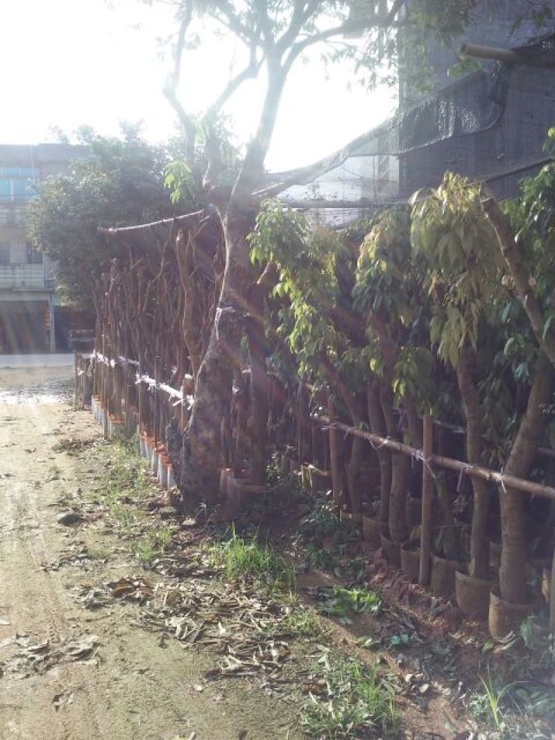 番石榴苗红宝石番石榴