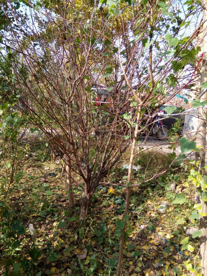 榆叶梅价格梅花价格苗圃直销规格齐全无中介