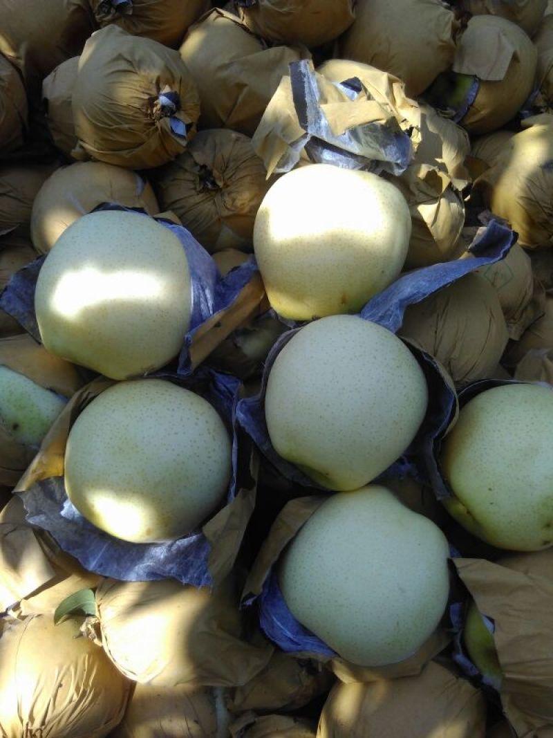 黄金梨350~400g纸袋