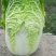 大白菜4-6斤，每年4—8月春白菜，10月—次年冬白菜