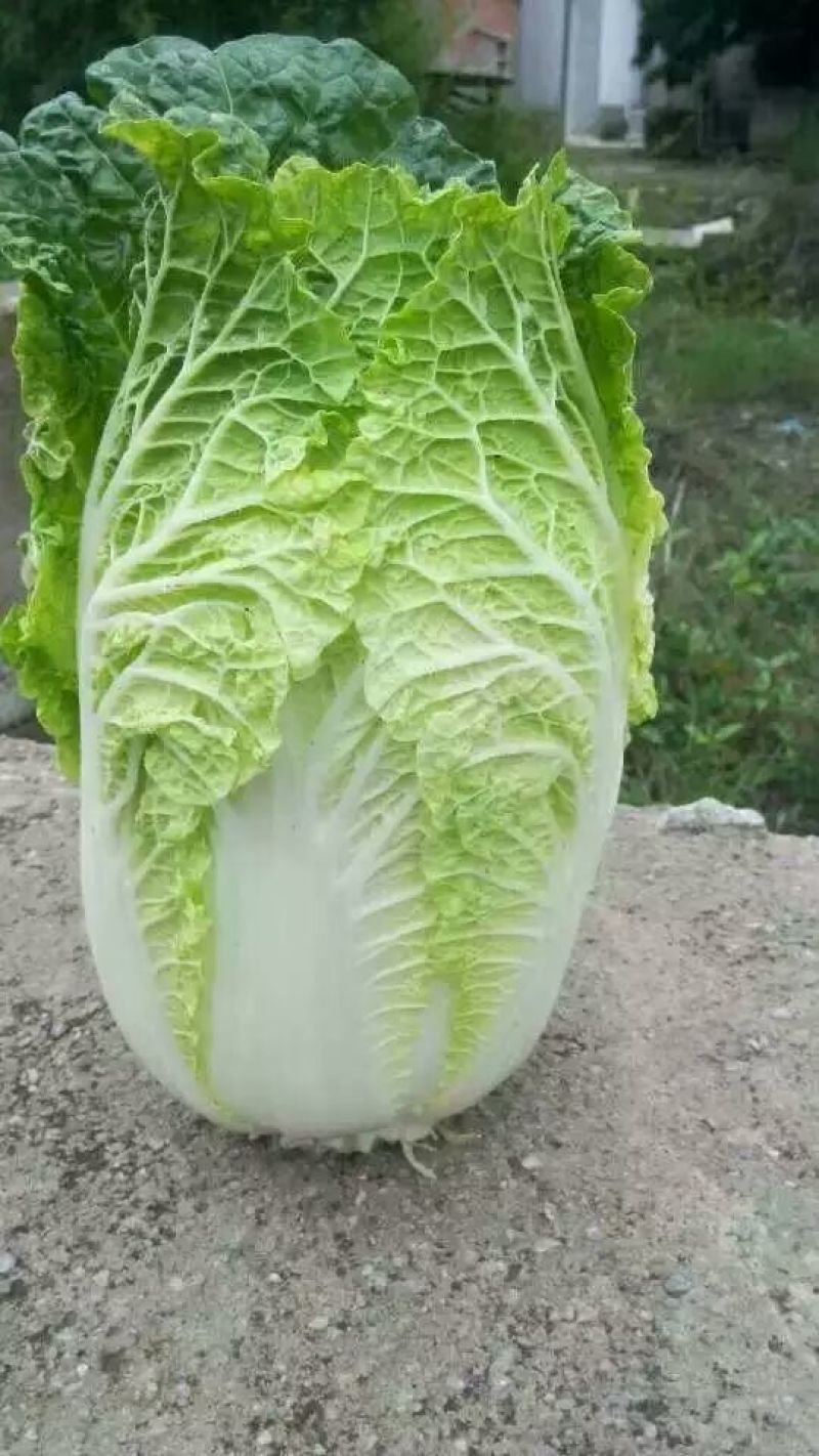 大白菜4-6斤，每年4—8月春白菜，10月—次年冬白菜