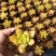 多肉植物带盆栽好