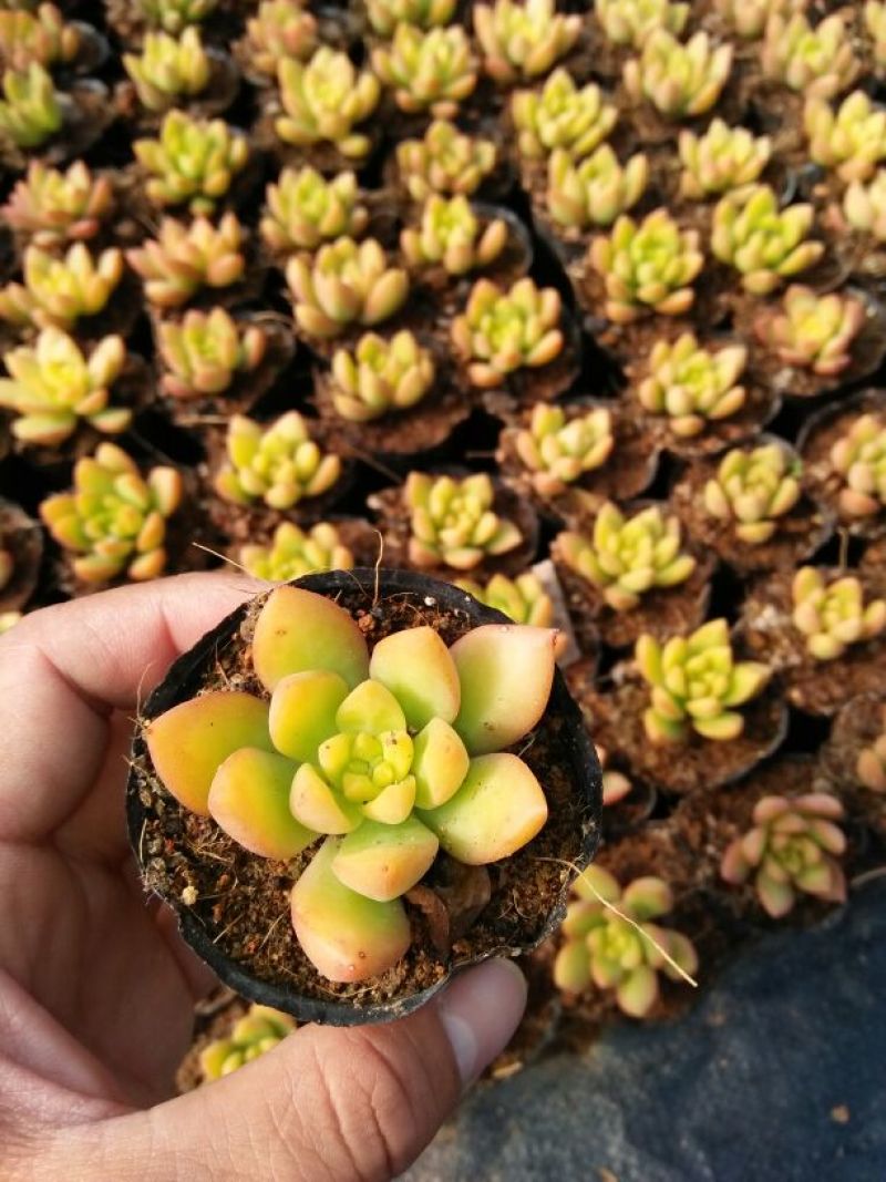 多肉植物带盆栽好