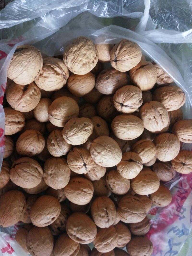 香玲核桃30mm以上去皮干