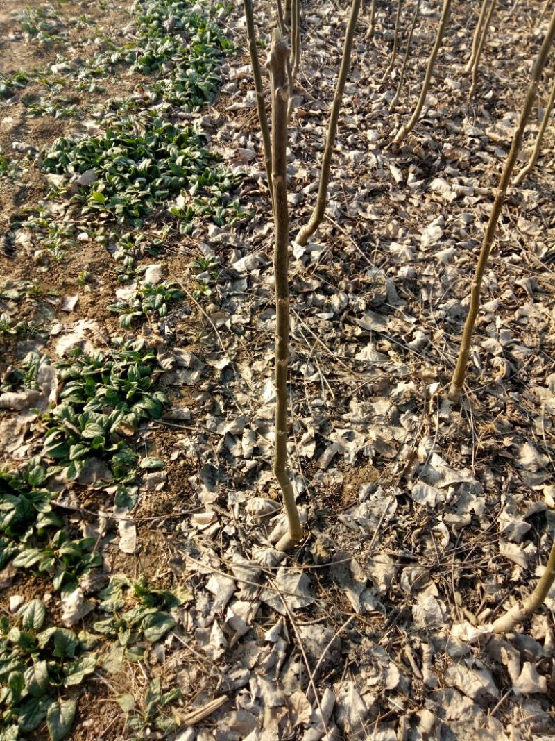 核桃苗二年苗50~100cm技术指导量大价优