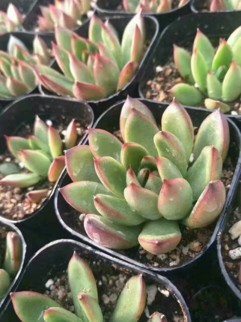 多肉植物含盆