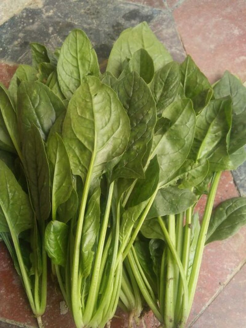 大叶菠菜20~25厘米