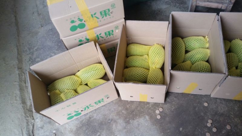 大白木瓜1~1.5斤