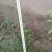 刺梨苗30~50cm