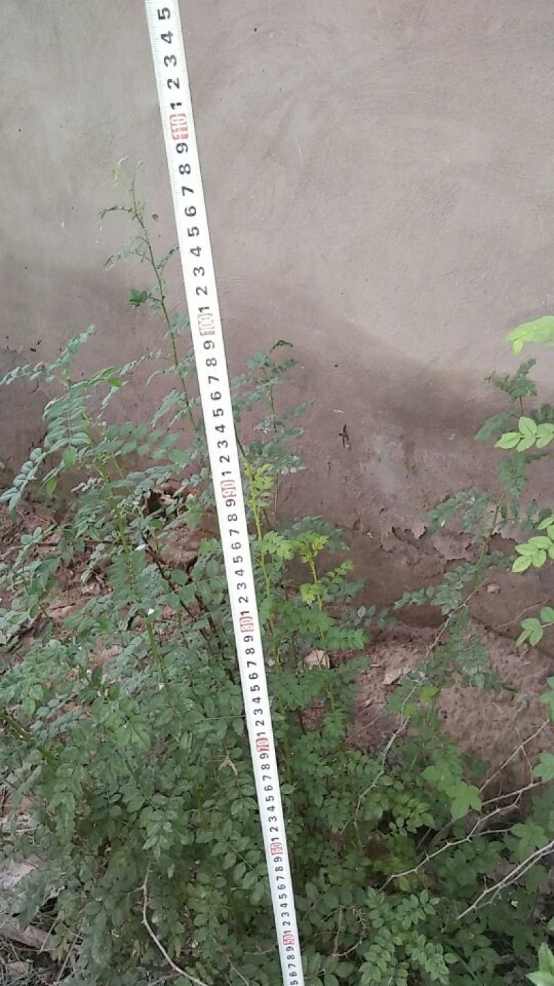 刺梨苗30~50cm