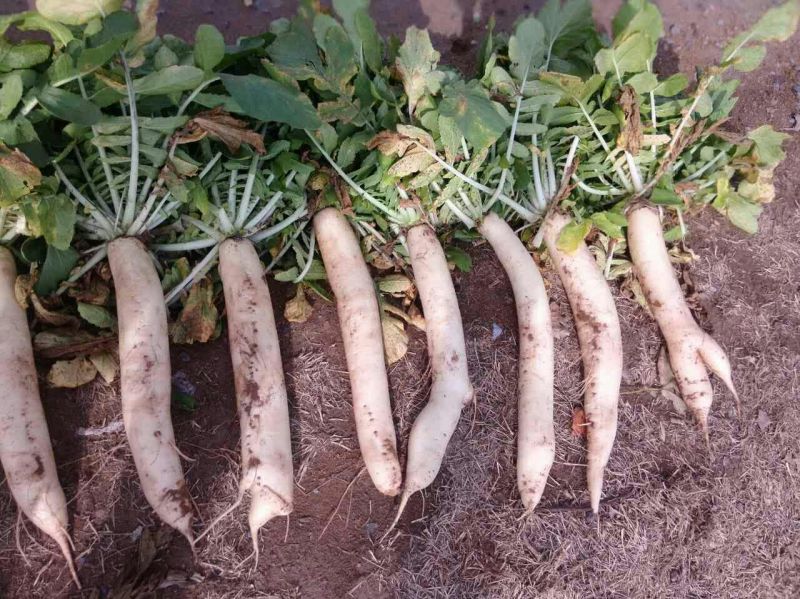 韩国白雪1~1.5斤起