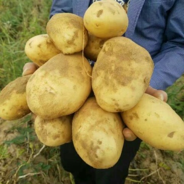 黄心土豆大量有货，要的联系我，上车价