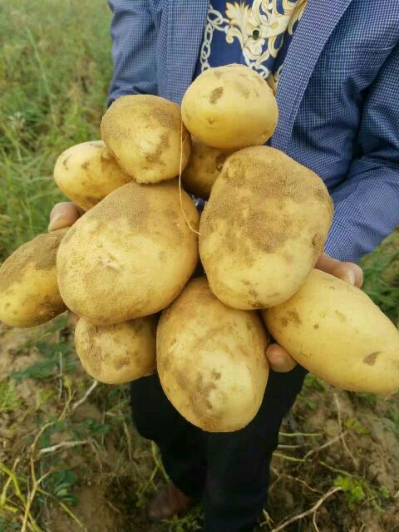 黄心土豆大量有货，要的联系我，上车价