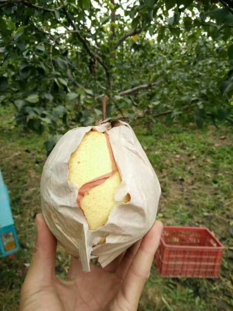 酥梨300~350g纸袋