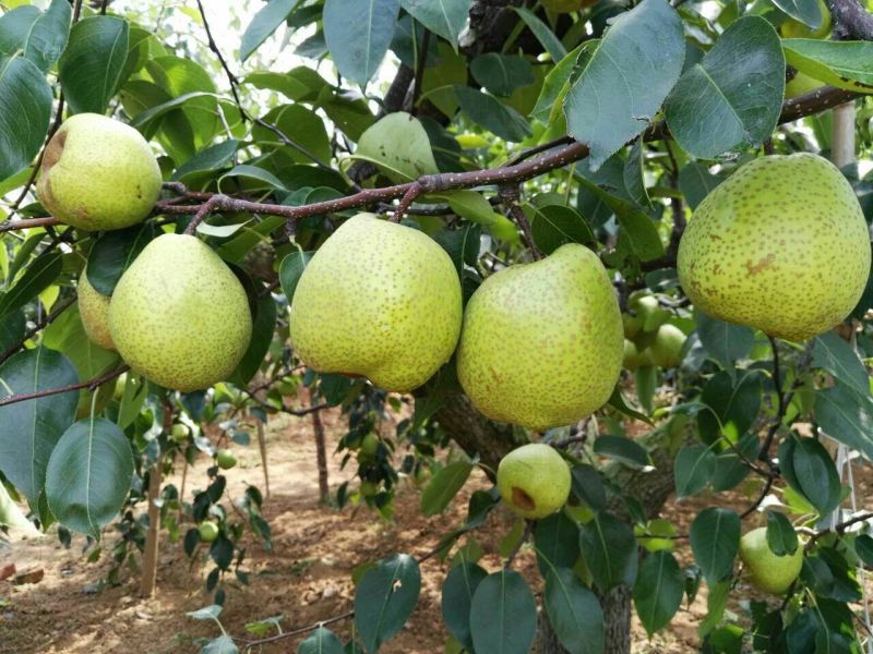 莱阳梨500~550g光果