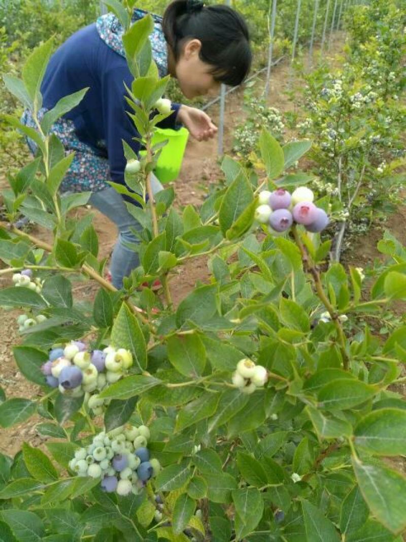 蓝莓苗30~50cm1~2年