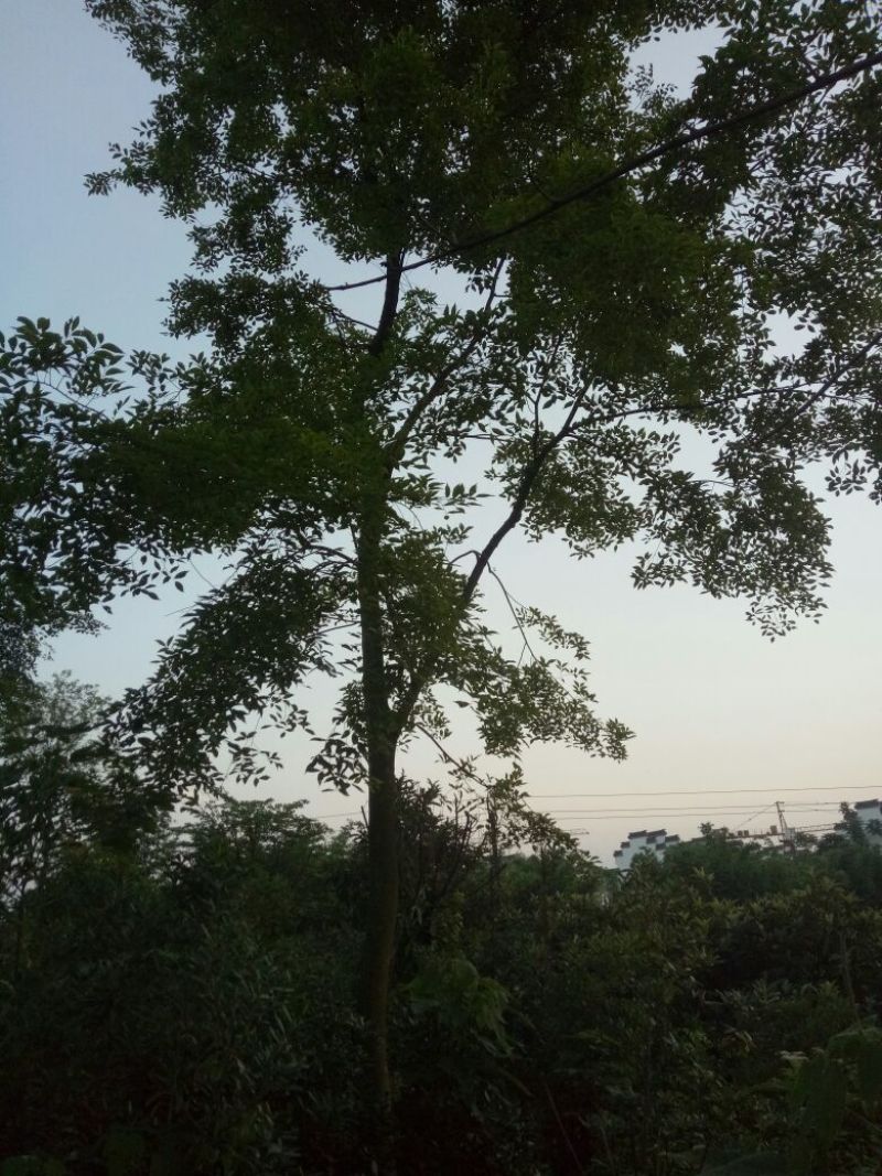 朴树10~20cm