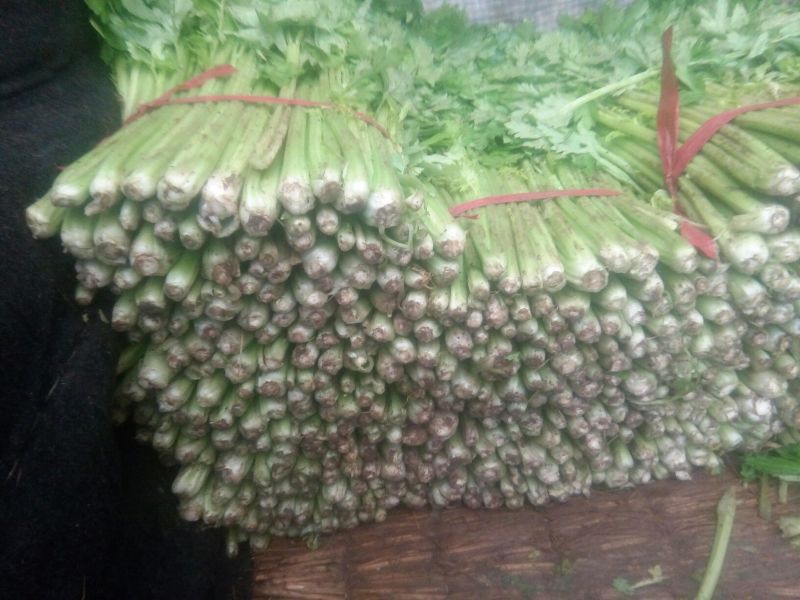 法国皇后芹菜55cm以上