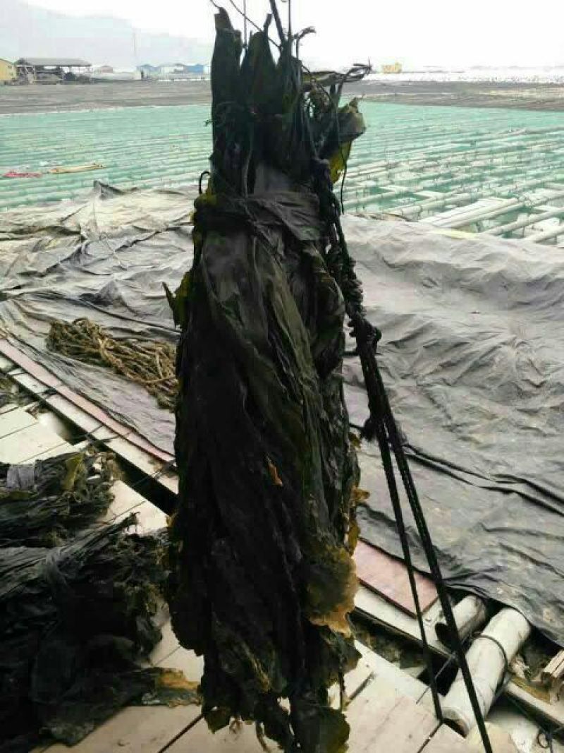霞浦海带