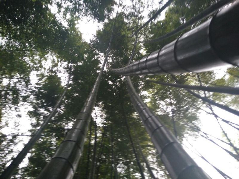 楠竹
