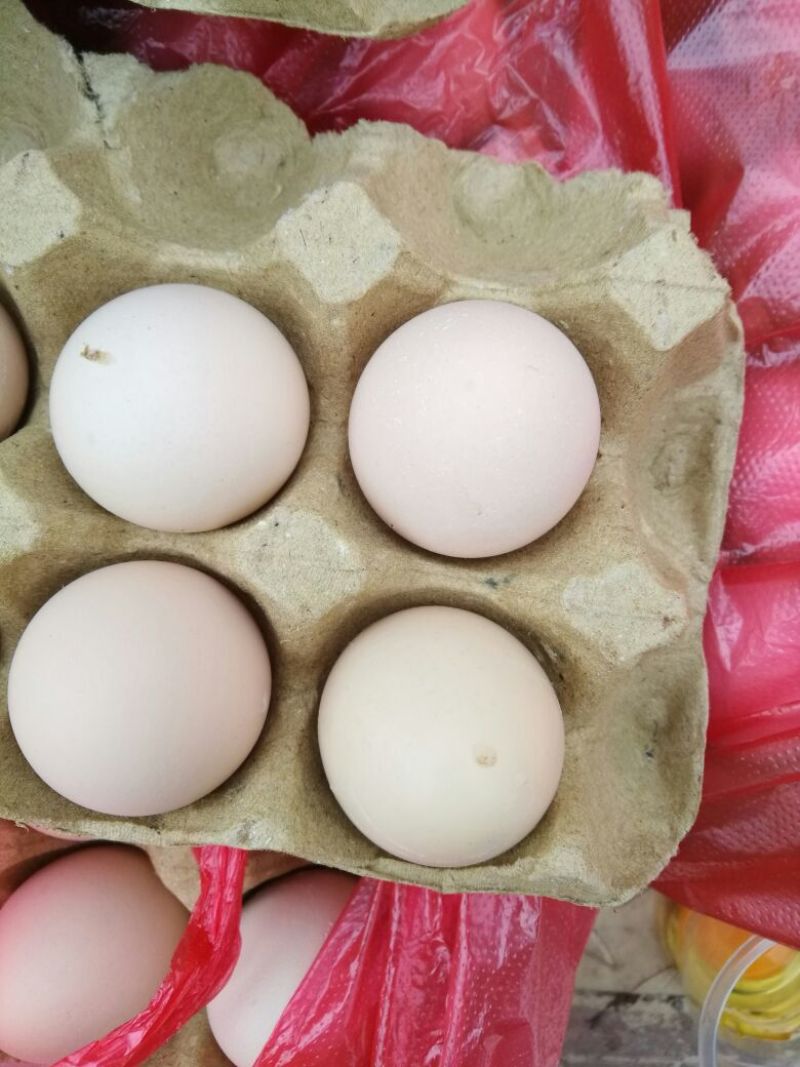 土鸡蛋食用50~60g