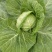 圆包菜0.5~1公斤十月份上市