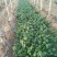 秋菠菜10~15厘米