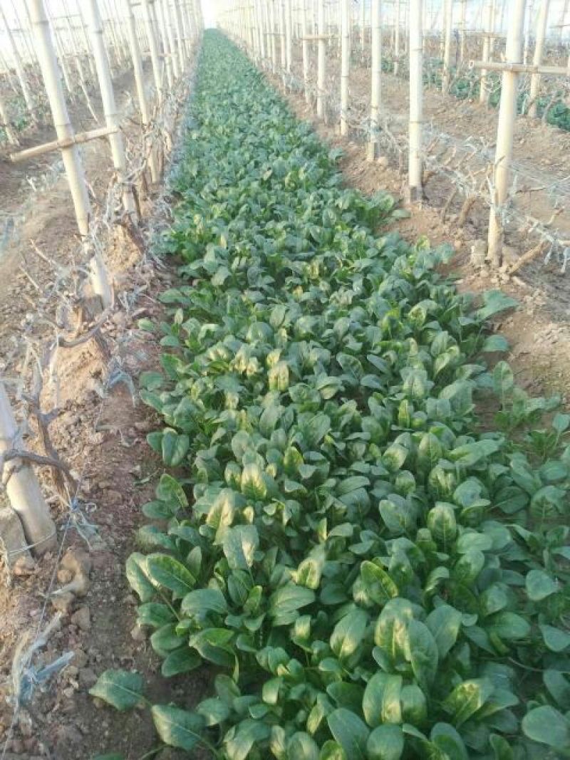 秋菠菜10~15厘米