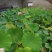 荷花60cm以上
