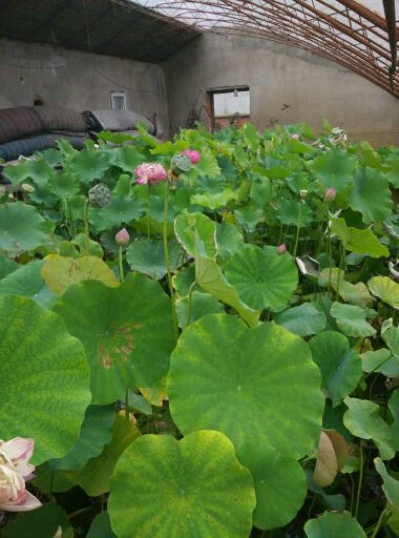 荷花60cm以上