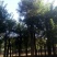 国槐20cm以上20cm以上3米以上