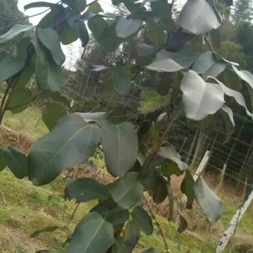 八月瓜苗